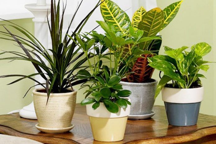 plants to improve indoor air