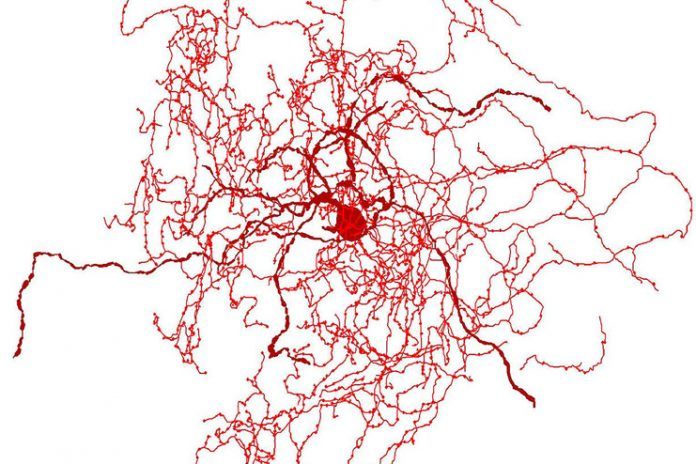 Rosehip neurons