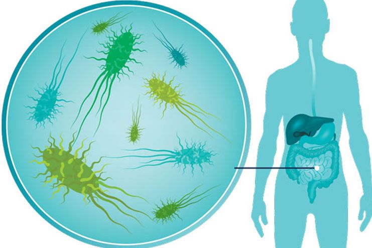 What Are The Benefits Of Gut Bacteria
