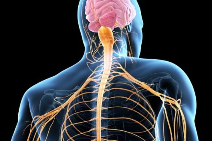 How does it affect the Nervous System