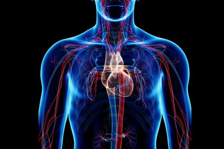 How does it affect the vascular system