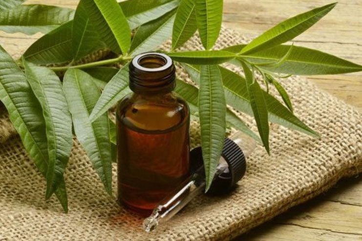 Reducing Body Odor - Tea tree oil
