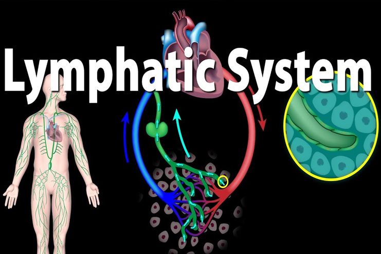 Better drainage of the lymphatic system