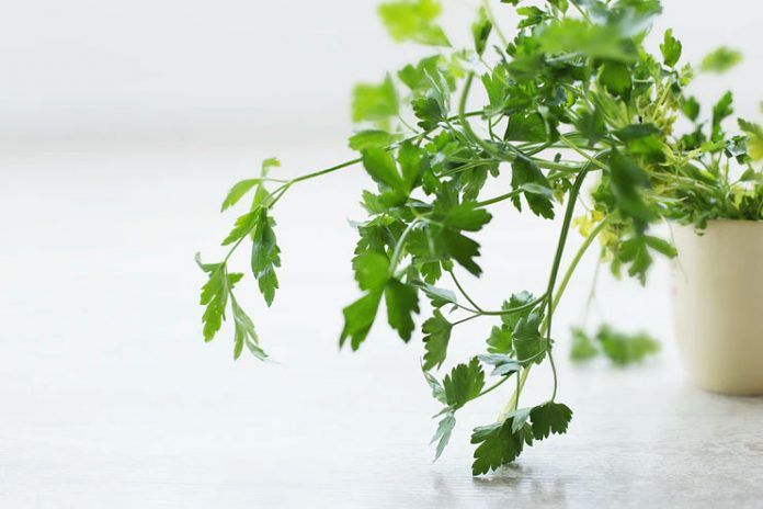 20 Health Benefits Of Parsley Lead A Healthier Life