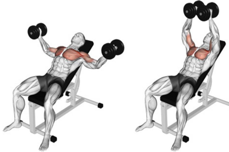 Inclined Dumbbell Fly Chest Workout